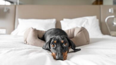 What are the most pet-friendly hotels in the area