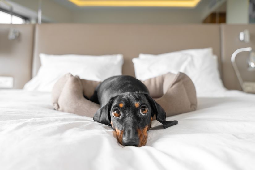 What are the most pet-friendly hotels in the area